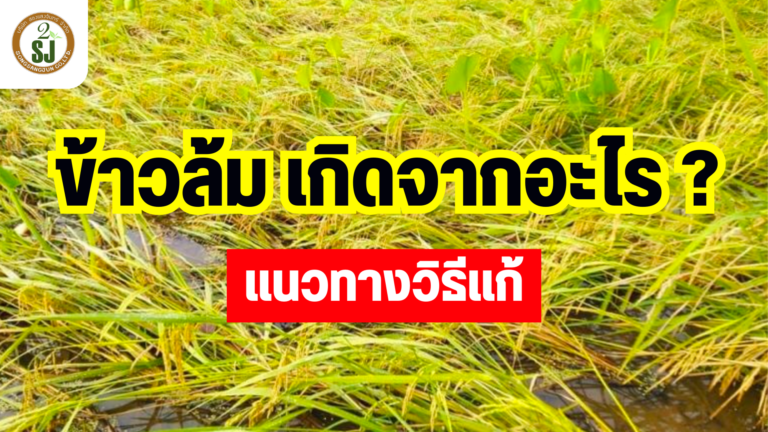 ข้าวล้ม เกิดจากอะไร?