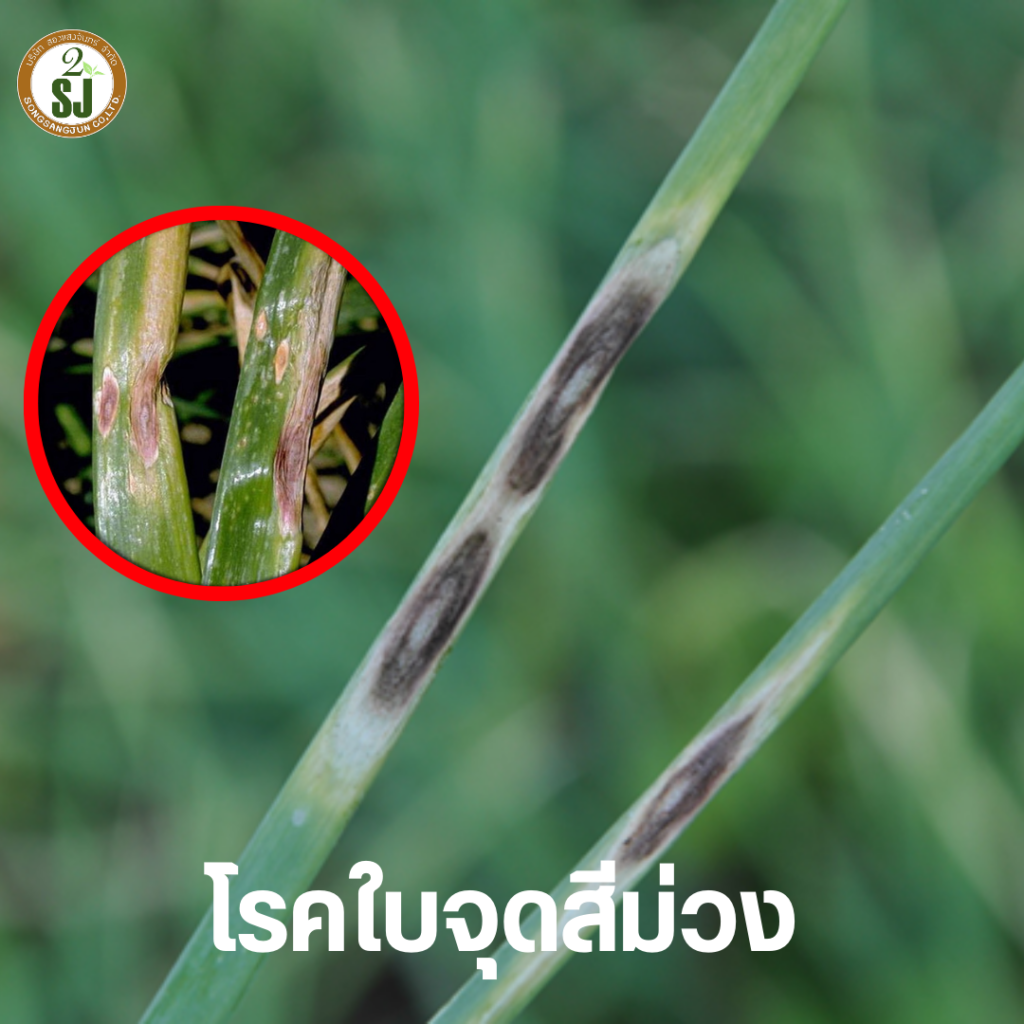 โรคใบจุดสีม่วง