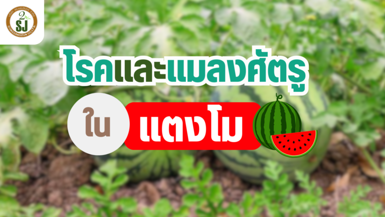 แตงโม โรคและแมลงศัตรูพืชที่ต้องระวัง