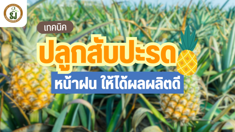 สับปะรด ปลูกหน้าฝนให้ได้ผลผลิตดี