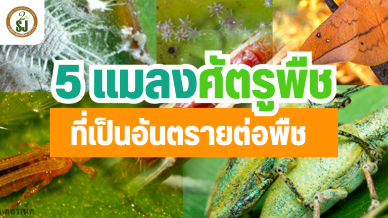 แมลงศัตรูพืช 5 ชนิดที่เป็นอันตรายต่อพืช
