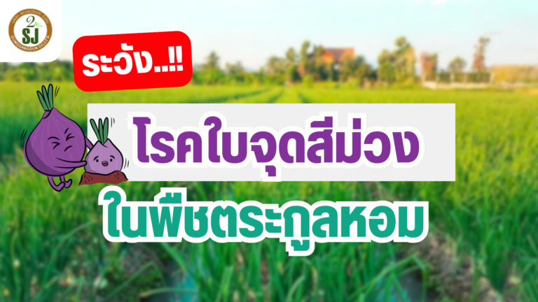 โรคใบจุดสีม่วง ในพืชตระกูลหอม