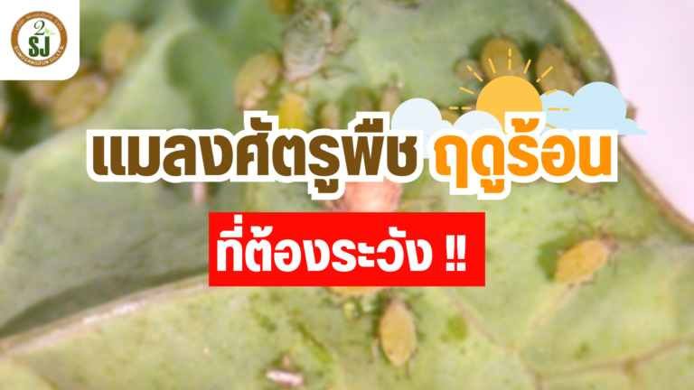 แมลงศัตรูพืชในช่วงฤดูร้อน ที่ต้องระวัง