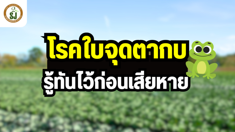 โรคใบจุดตากบ รู้ทันไว้ก่อนเสียหาย
