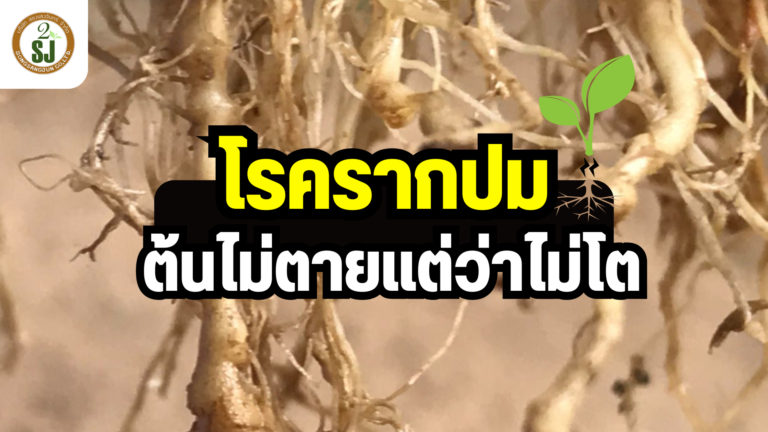 โรครากปม ต้นไม่ตายแต่ว่าไม่โต