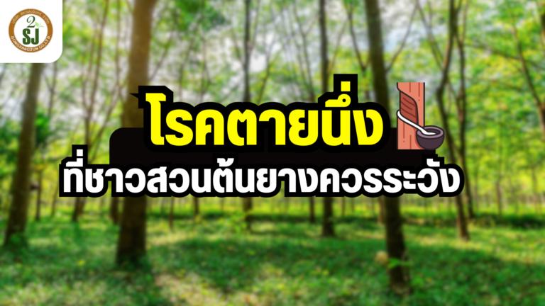 โรคตายนึ่ง ที่ชาวสวนยางควรระวัง