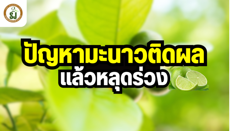 มะนาว ปัญหาติดผลแล้วหลุดร่วง