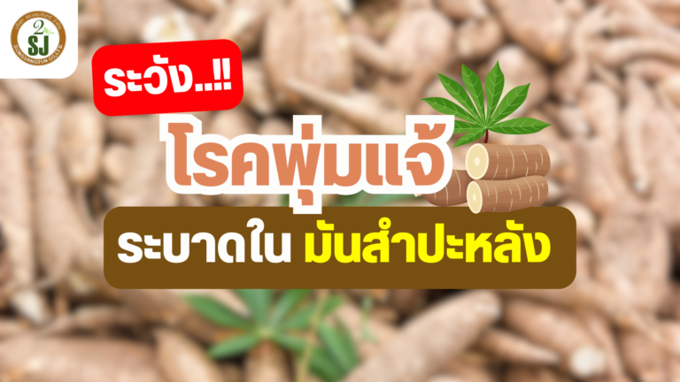 โรคพุ่มแจ้ ระบาดในมันสำปะหลัง