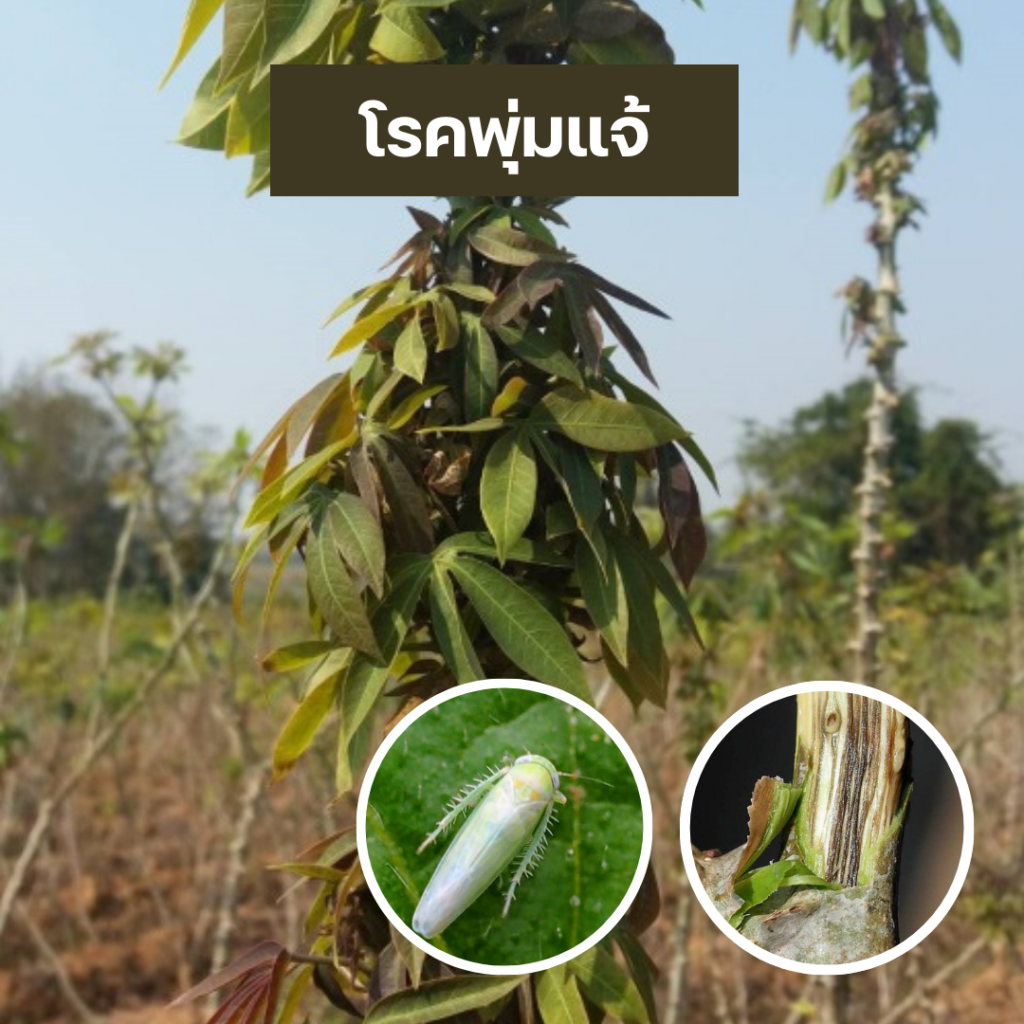 โรคพุ่มแจ้