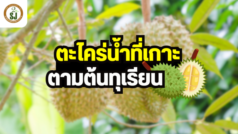 ตะไคร่น้ำ เกาะตามลำต้นทุเรียน