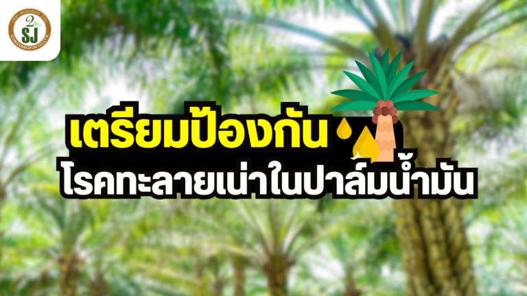 โรคทะลายเน่า ในปาล์มน้ำมัน