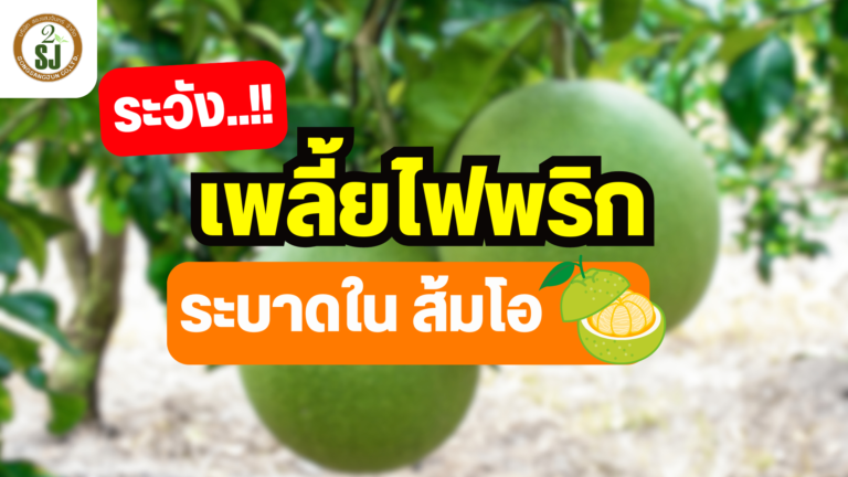 เพลี้ยไฟพริก ในส้มโอ