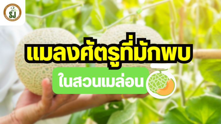 แมลงศัตรู ในสวนเมล่อน