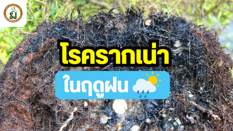 โรครากเน่า ในฤดูฝน